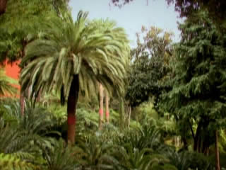 صور Madeira, nature ألطَّقص